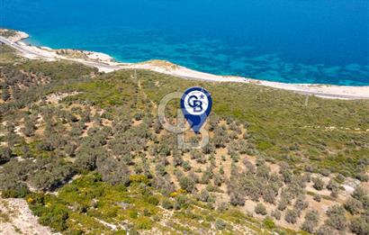 İzmir Karaburun Eğlenhoca'da Deniz Manzaralı Tarla