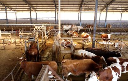 Denizli Çardak' ta 350 Büyükbaş Kapasiteli Süt Ve Besi Çiftliği