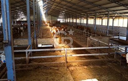 Denizli Çardak' ta 350 Büyükbaş Kapasiteli Süt Ve Besi Çiftliği