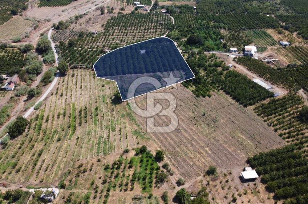 Kemalpaşa Bağyurdu 12.500 m2 Satılık Çiftlik
