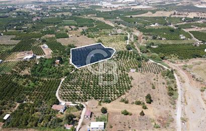 Kemalpaşa Bağyurdu 12.500 m2 Satılık Çiftlik