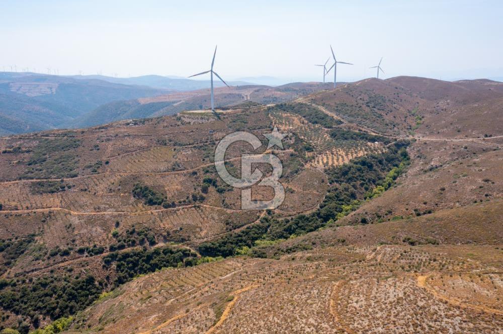 Karaburun Hasseki'de Kiralama Devirli Zeytinlik