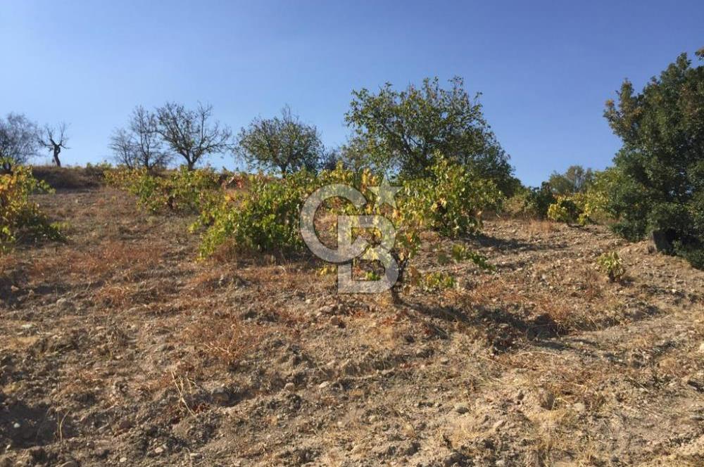 Denizli Baklan Boğaziçi Mahallesi'nde 17500 M² Satılık Üzüm Bağı