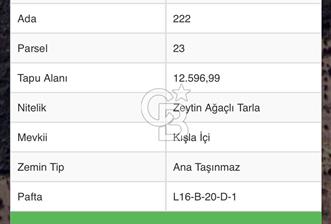 ÇEŞME GERMİYAN'DA SATILIK ZEYTİN AĞAÇLI TARLA