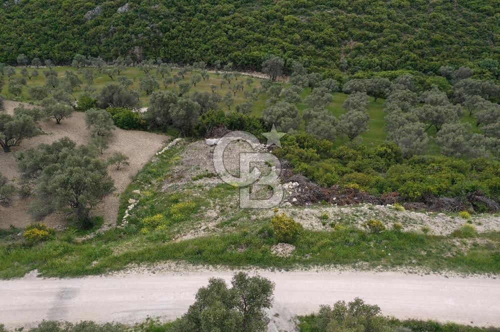 İzmir Karaburun Eğlenhoca'da Satılık Tarla