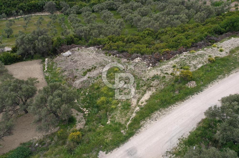 İzmir Karaburun Eğlenhoca'da Satılık Tarla