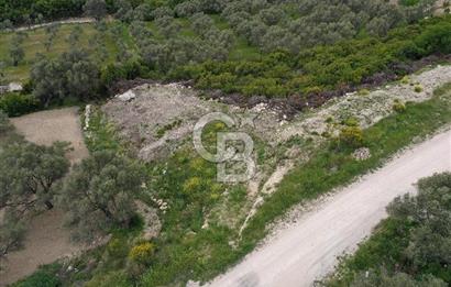 İzmir Karaburun Eğlenhoca'da Satılık Tarla