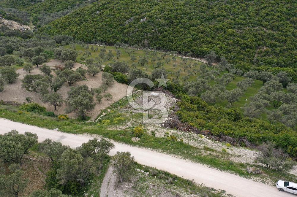 İzmir Karaburun Eğlenhoca'da Satılık Tarla