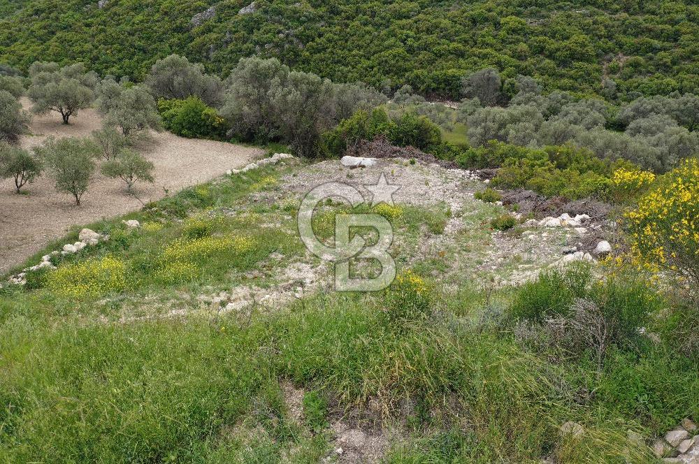 İzmir Karaburun Eğlenhoca'da Satılık Tarla