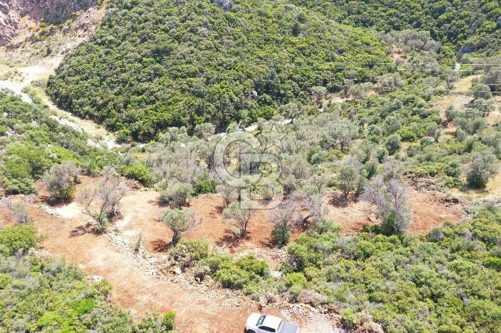 Karaburun Eğlenhoca'da Zeytin Ağaçlı Tarla