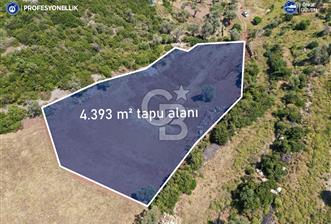 Karaburun Saip'te 4393 m² Yatırımlık Arazi