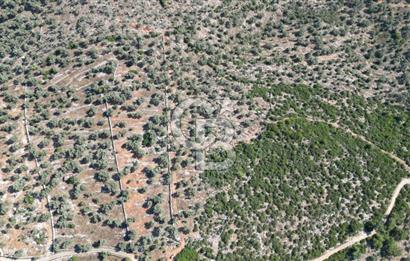 BODRUM KIZILAĞAÇ ÇİLEK KÖYÜNDE, SATILIK DENİZ MANZARALI TARLA