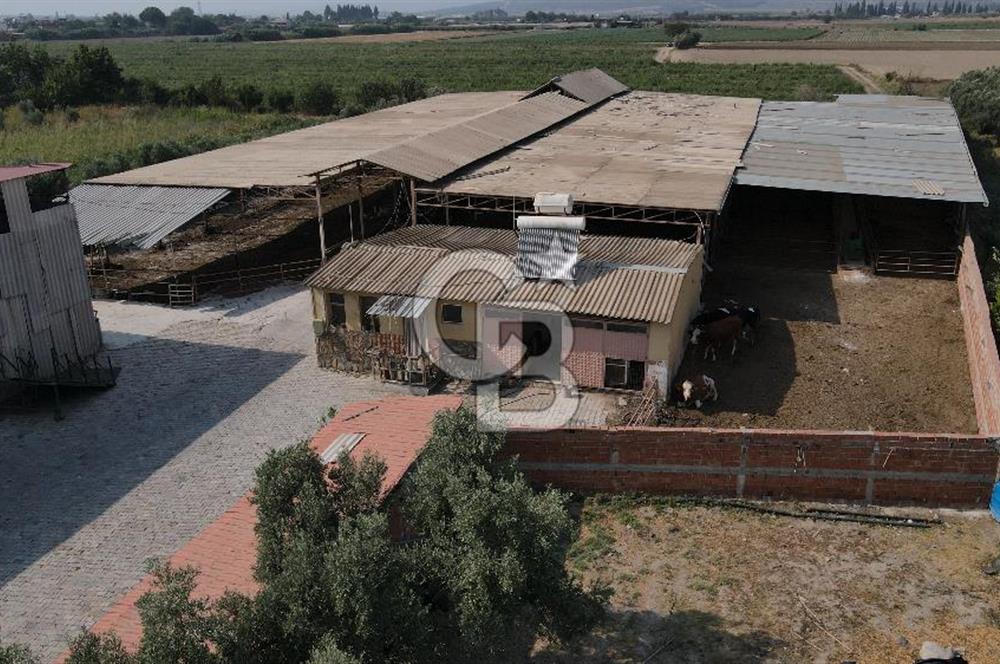 Torbalı merkezde ruhsatlı,krediye uygun besi ve süt çiftliği