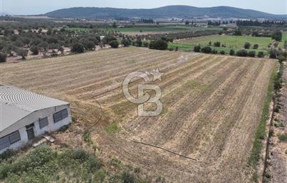 Foça ILIPINAR'da Tarım ve Hayvancılık yapılan Satılık Çiftlik