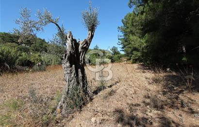 URLA ‘DA SATILIK PROJE ARAZİSİ – KEKLİKTEPE VE KALABAK’IN BULUŞMASI