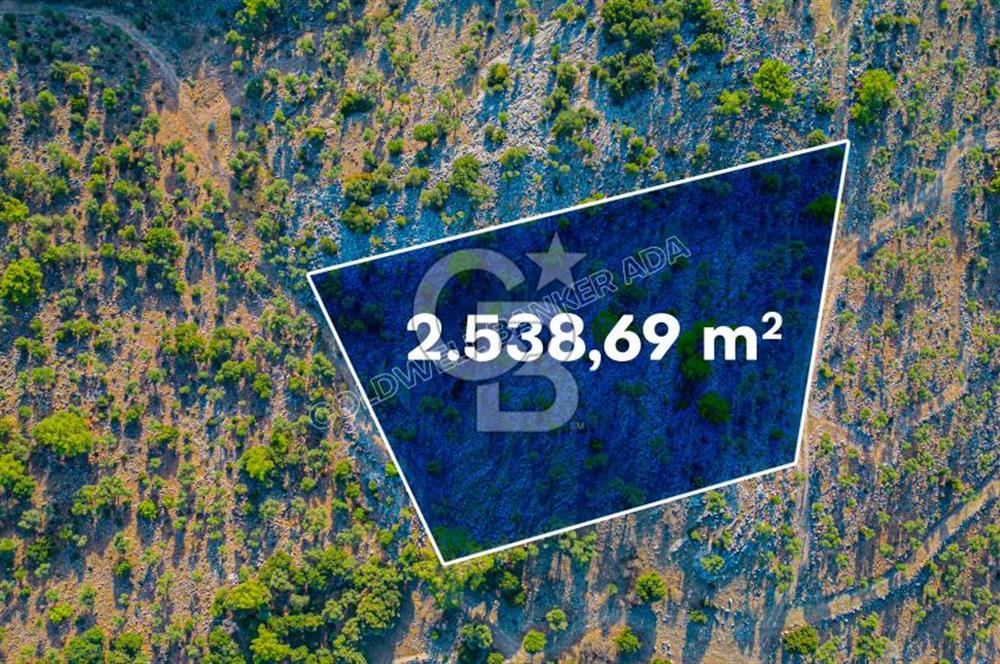 Bafa Gölü Kıyısında Satılık 2.538 m2 Zeytinlik 