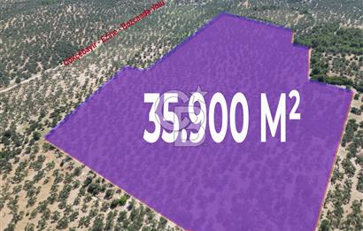 Çanakkale Ezine Gökçebayır Köyünde 35.900 M² Satılık Zeytinlik