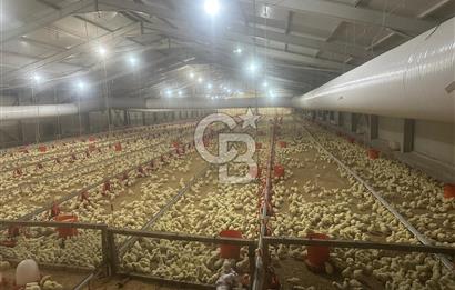 Çankırı Akören'de Satılık Tavuk Çiftliği