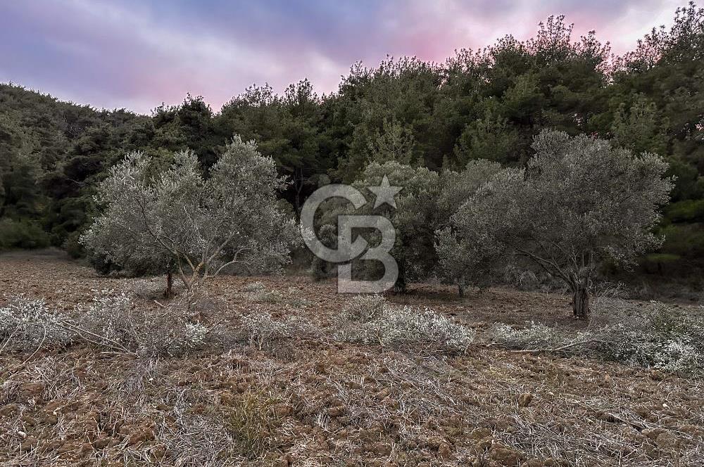 Çanakkale Eceabat Yalova Köyünde İçerisinde Zeytin ve Ceviz Ağaçları Bulunan Satılık Tarla