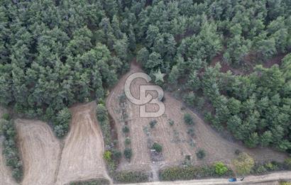 Çanakkale Eceabat Yalova Köyünde İçerisinde Zeytin ve Ceviz Ağaçları Bulunan Satılık Tarla