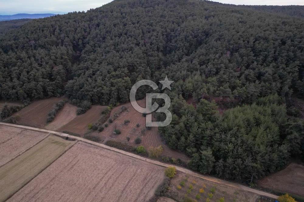 Çanakkale Eceabat Yalova Köyünde İçerisinde Zeytin ve Ceviz Ağaçları Bulunan Satılık Tarla