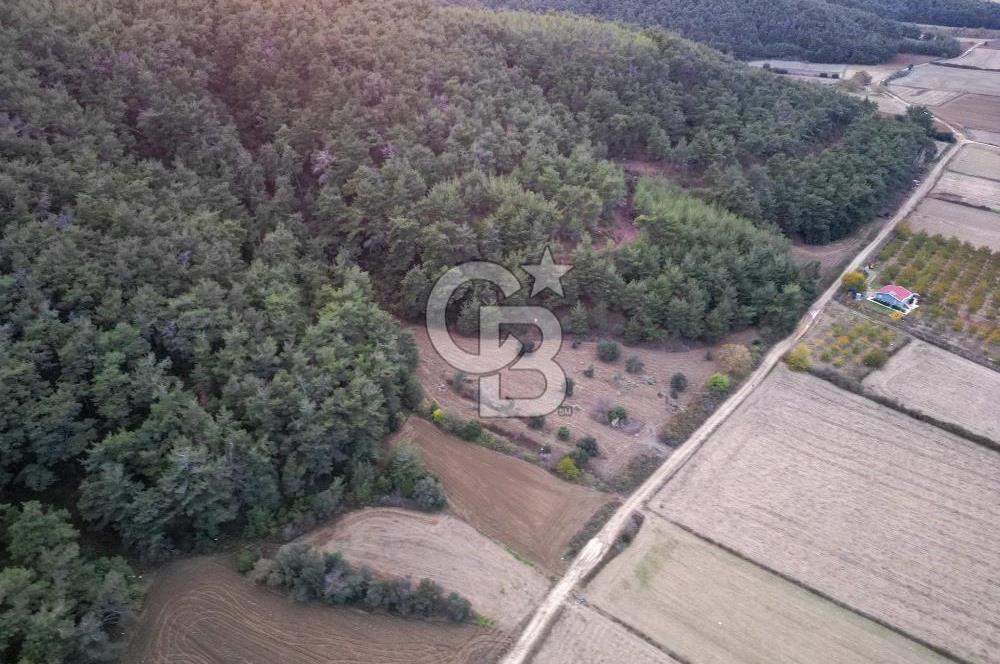 Çanakkale Eceabat Yalova Köyünde İçerisinde Zeytin ve Ceviz Ağaçları Bulunan Satılık Tarla