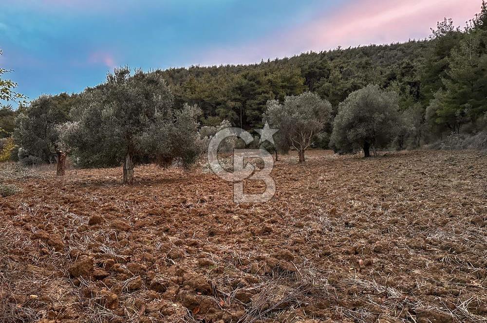 Çanakkale Eceabat Yalova Köyünde İçerisinde Zeytin ve Ceviz Ağaçları Bulunan Satılık Tarla