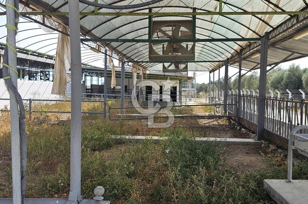 İzmir Bayındır Yakapınar'da Satılık Büyükbaş Hayvan Çiftliği