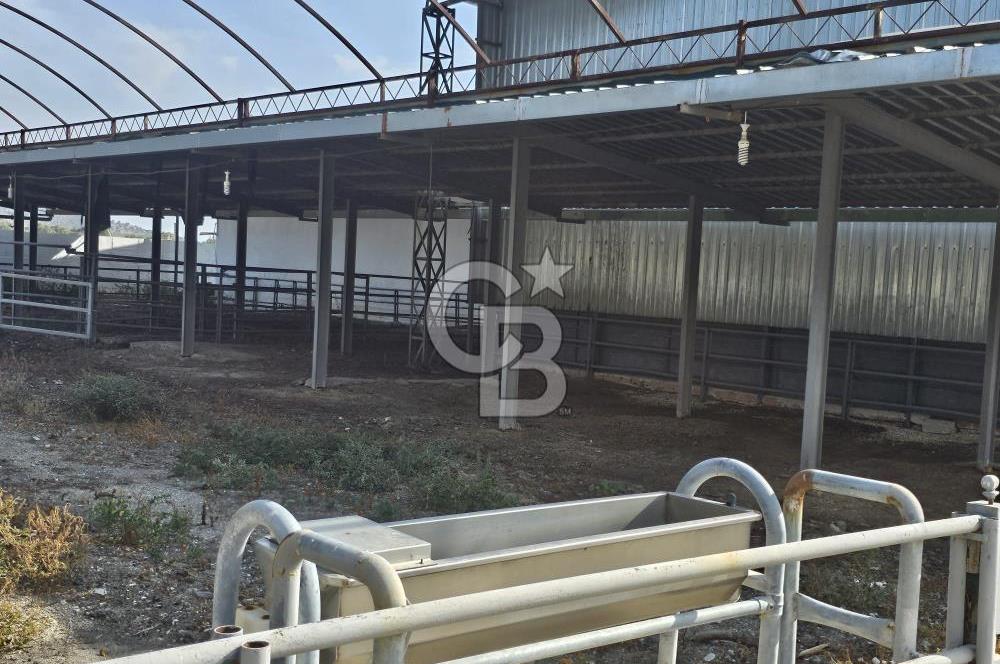 İzmir Bayındır Yakapınar'da Satılık Büyükbaş Hayvan Çiftliği