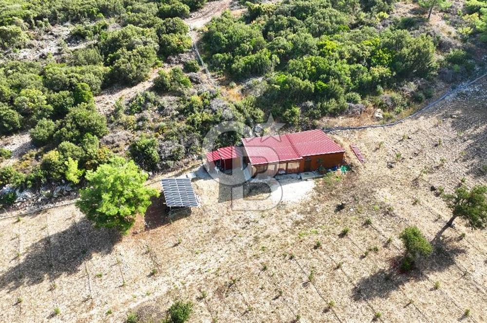 URLA ZEYTİNELİ'NDE İÇİNDE EVİ OLAN 8013 m2 SATILIK TARLA