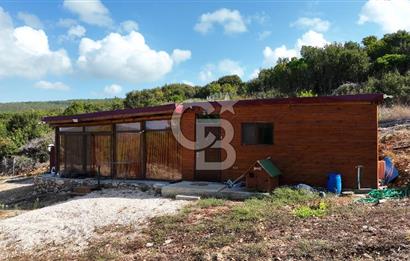 URLA ZEYTİNELİ'NDE İÇİNDE EVİ OLAN 8013 m2 SATILIK TARLA