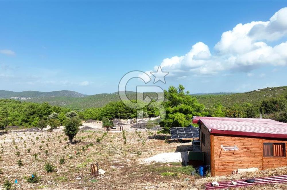 URLA ZEYTİNELİ'NDE İÇİNDE EVİ OLAN 8013 m2 SATILIK TARLA