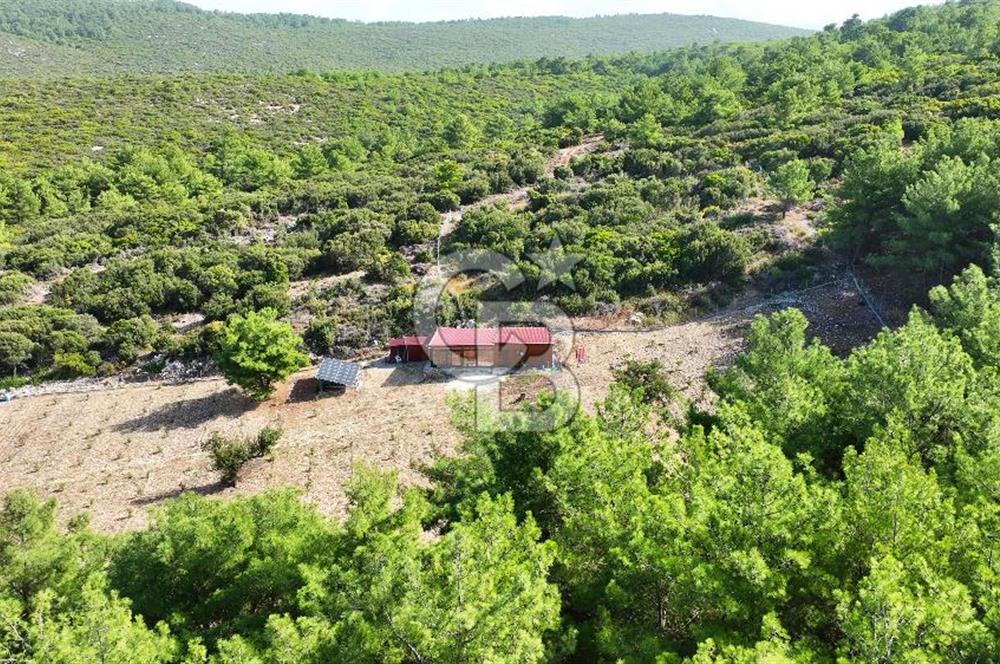 URLA ZEYTİNELİ'NDE İÇİNDE EVİ OLAN 8013 m2 SATILIK TARLA