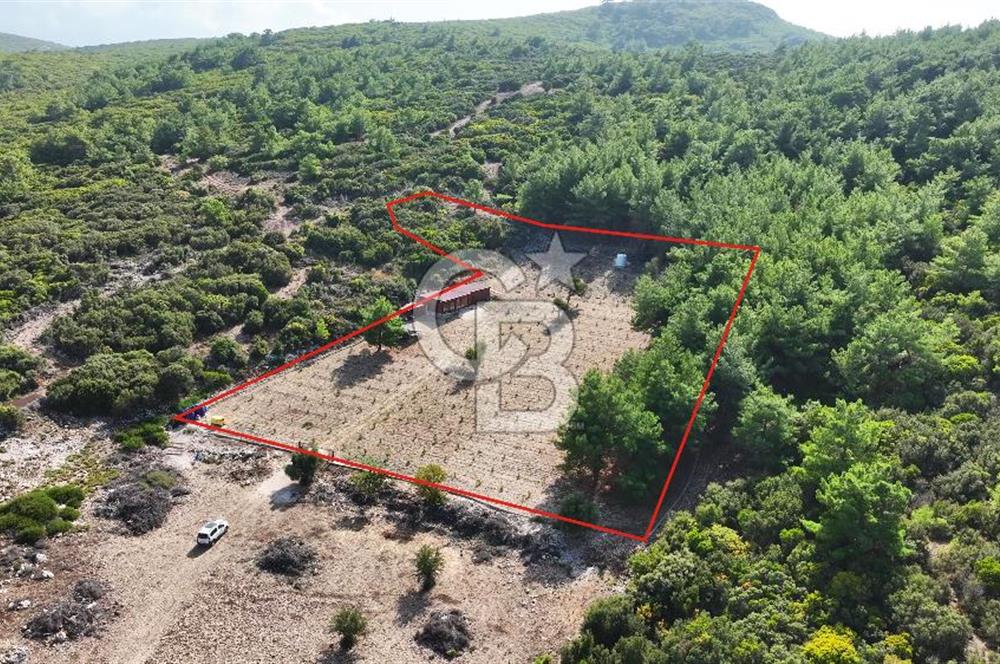 URLA ZEYTİNELİ'NDE İÇİNDE EVİ OLAN 8013 m2 SATILIK TARLA