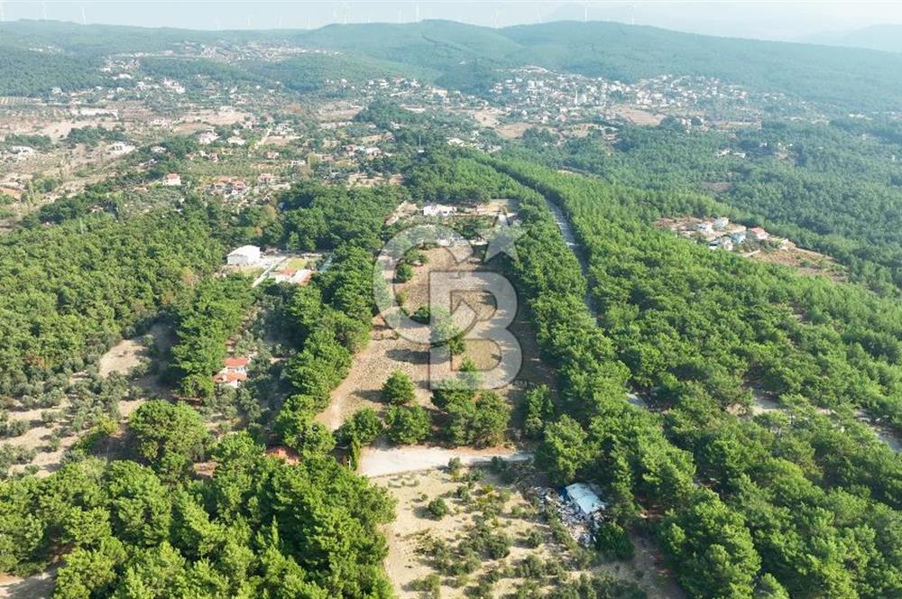 ÇİÇEKLİKÖY'DE YOLA CEPHELİ DOĞA İÇİNDE 20.000 m2 KİRALIK ARAZİ