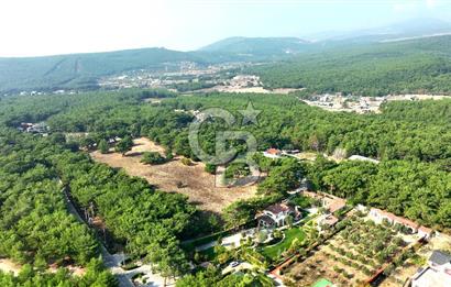 ÇİÇEKLİKÖY'DE YOLA CEPHELİ DOĞA İÇİNDE 20.000 m2 KİRALIK ARAZİ