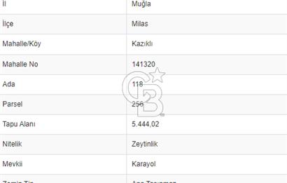 Muğla Milas Kazıklı Deniz Manzaralı Zeytinlik