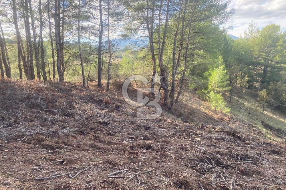 Muğla yerkesik mahallesinde satılık tarla