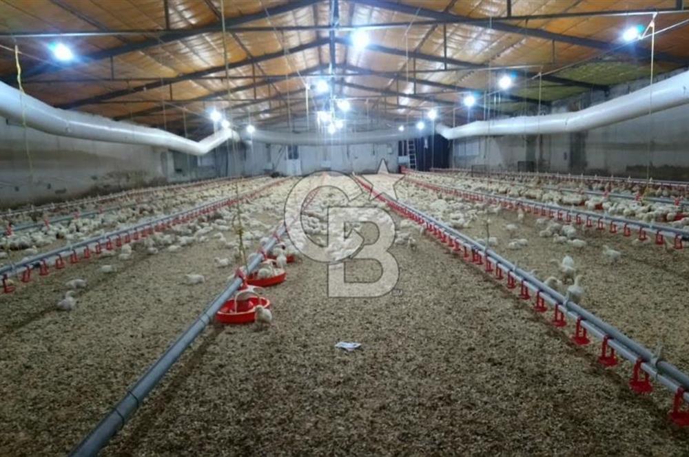 Manisa Salihli Yenipazar Aktif 25.000 kapasiteli Satılık Tavuk Çiftliği