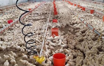 Manisa Salihli Yenipazar Aktif 25.000 kapasiteli Satılık Tavuk Çiftliği