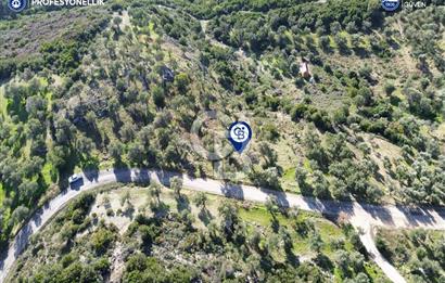Karaburun Kösedere Mahallesi'nde 5329 m² Zeytin Ağaçlı Tarla