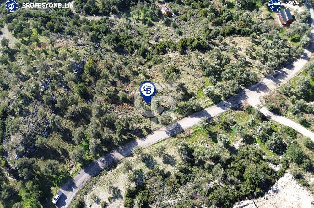 Karaburun Kösedere Mahallesi'nde 5329 m² Zeytin Ağaçlı Tarla