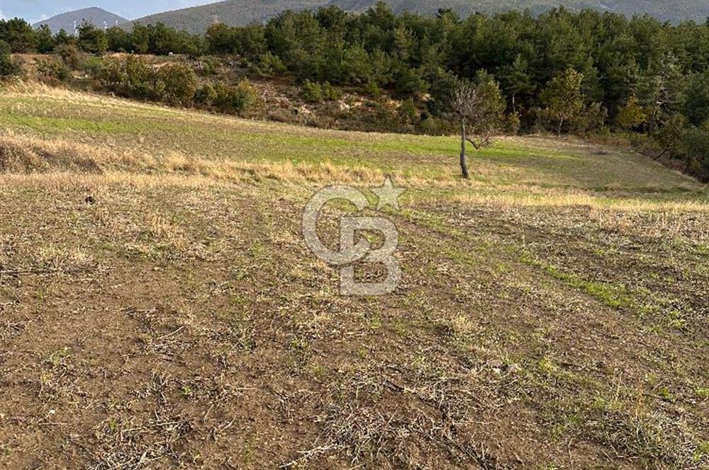 ÇANAKKALE YUKARIOKÇULAR KÖYÜNDE DENİZ MANZARALI TARLA