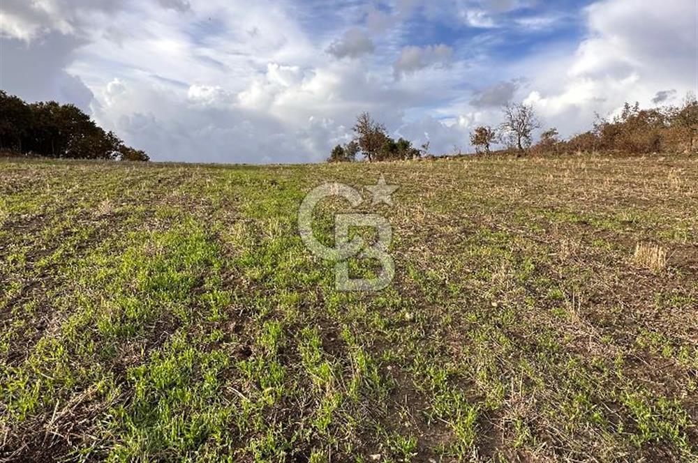 ÇANAKKALE YUKARIOKÇULAR KÖYÜNDE DENİZ MANZARALI TARLA