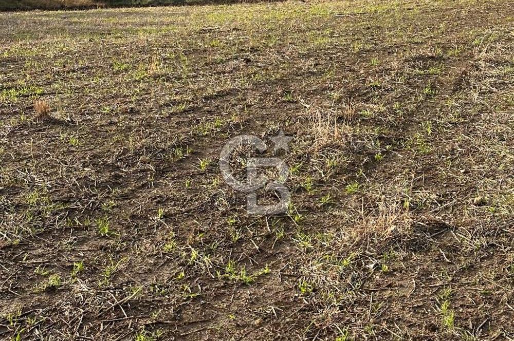 ÇANAKKALE YUKARIOKÇULAR KÖYÜNDE DENİZ MANZARALI TARLA