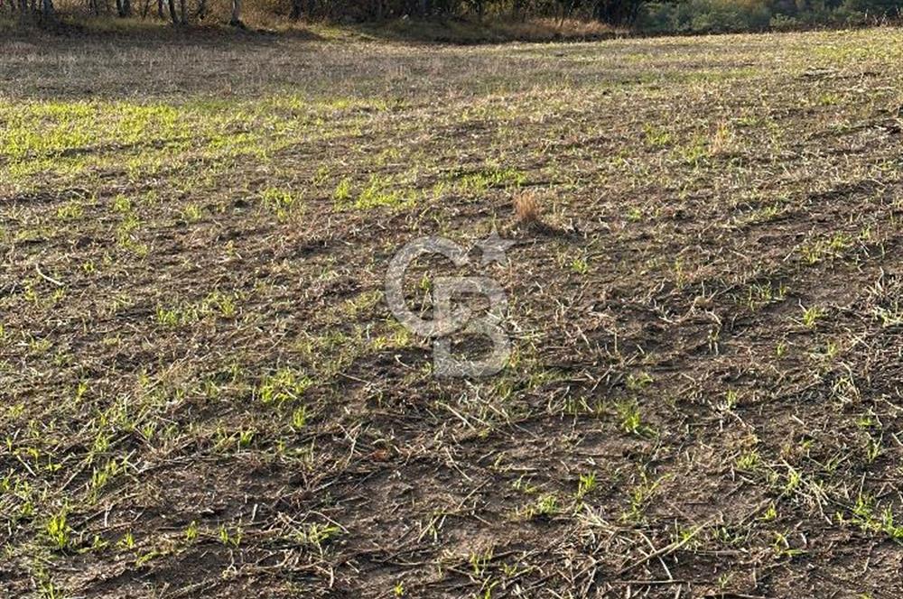 ÇANAKKALE YUKARIOKÇULAR KÖYÜNDE DENİZ MANZARALI TARLA