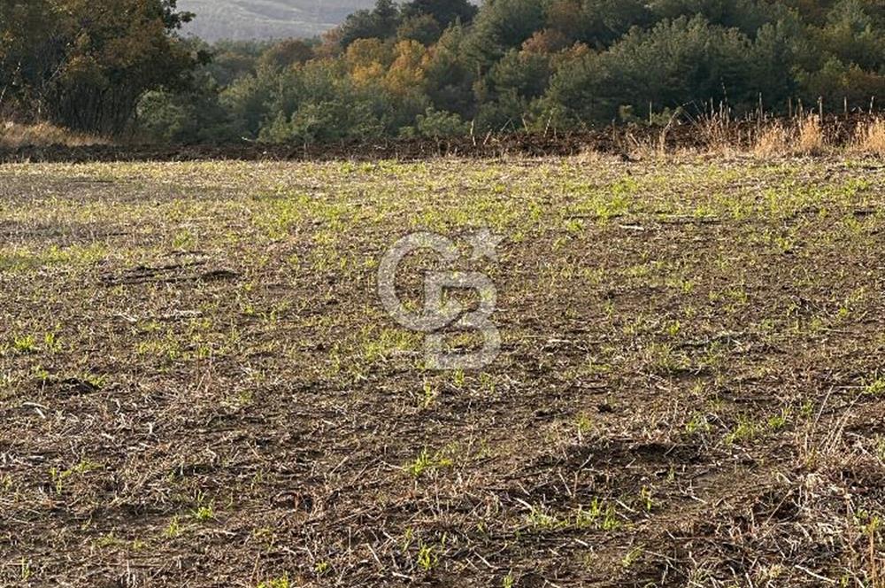 ÇANAKKALE YUKARIOKÇULAR KÖYÜNDE DENİZ MANZARALI TARLA