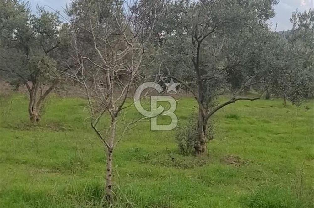 Torbalı Gazi Mustafa Kemal de Satılık Zümrüt Gibi Zeytinağaçlı Tarla