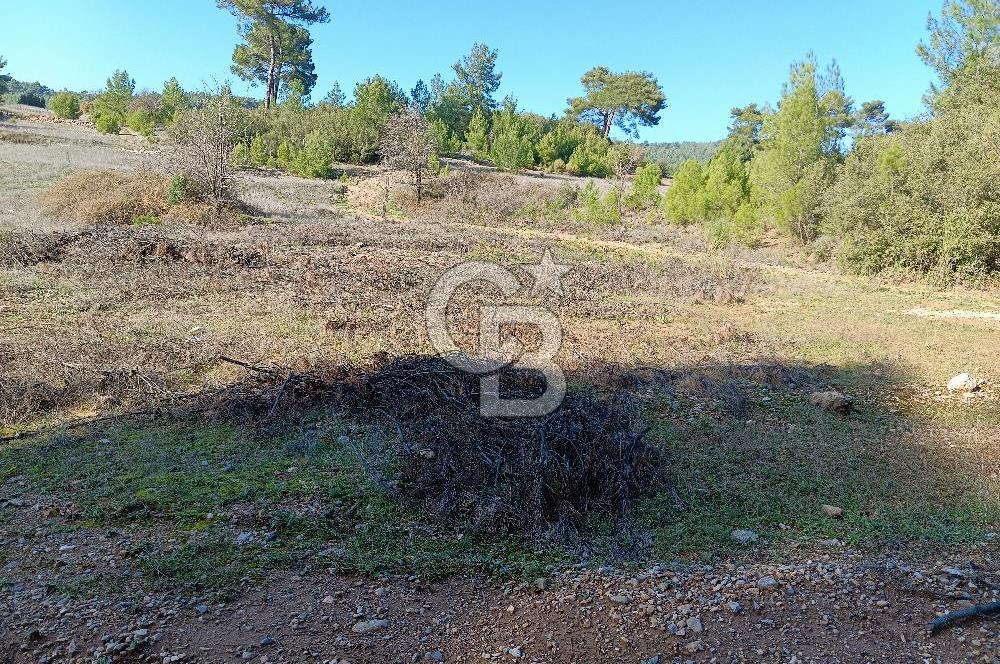 Muğla Akçaova mahallesinde satılık tarla