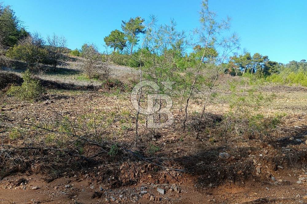 Muğla Akçaova mahallesinde satılık tarla